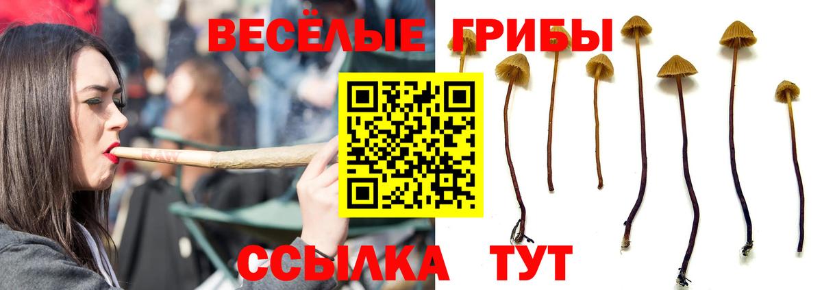 Галлюциногенные грибы Cubensis Кубинка